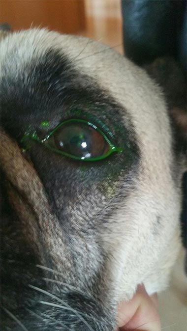Clínica Veterinaria Finestrat ojo de mascota