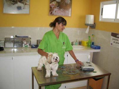 Clínica Veterinaria Finestrat perro en diagnóstico