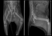 Clínica Veterinaria Finestrat fractura múltiple de cadera antes