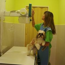 Clínica Veterinaria Finestrat veterinaria con perro en diagnóstico