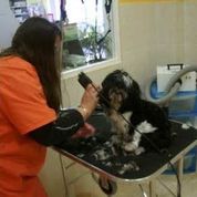 Clínica Veterinaria Finestrat perro en peluquería 