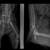 Clínica Veterinaria Finestrat fractura múltiple de cadera después