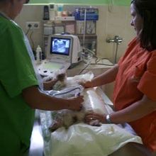 Clínica Veterinaria Finestrat veterinarios realizando diagnóstico