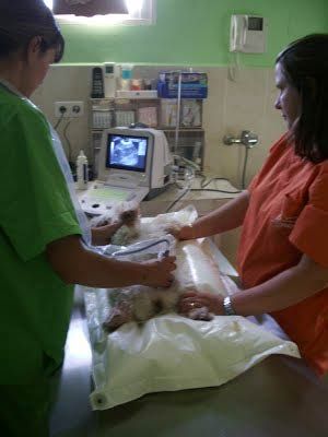 Clínica Veterinaria Finestrat veterinarios realizando diagnóstico
