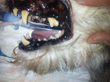 Clínica Veterinaria Finestrat limpieza de dientes de mascota después